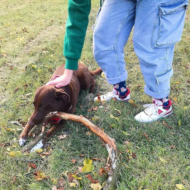 Socken mit Labrador-Motiv in Dose