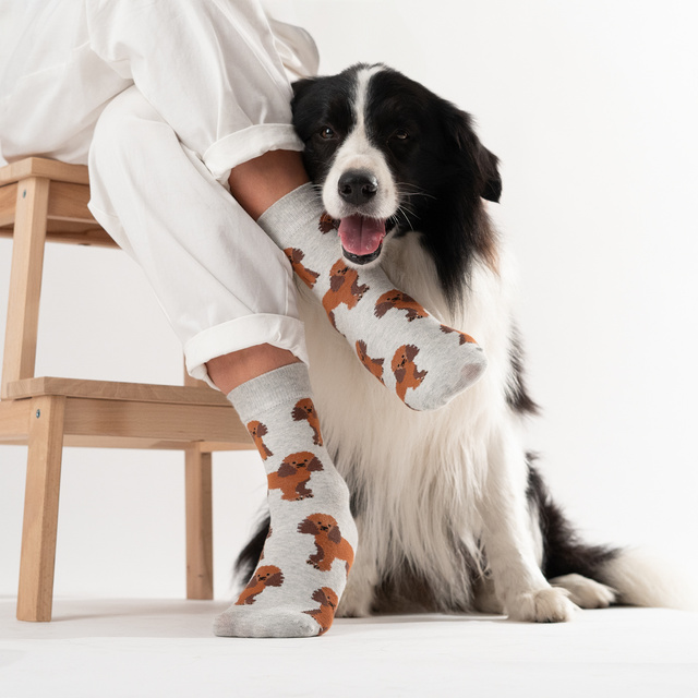 Socken mit Pudel-Motiv in Dose