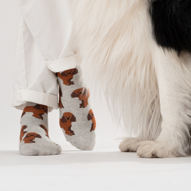 Socken mit Pudel-Motiv in Dose