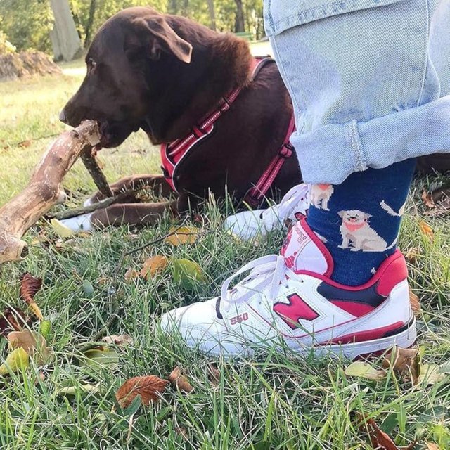 Socken mit Labrador-Motiv in Dose